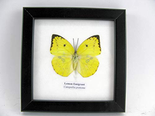 asiahouse24 Lemon Emigrant - echter wunderschöner und exotischer Schmetterling im Schaukasten, Bilderrahmen aus Holz - gerahmt - Taxidermy von asiahouse24