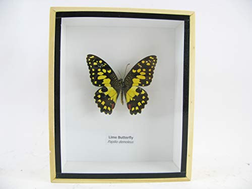 asiahouse24 Lime Butterfly - Holzbox mit echten riesigen und exotischenr Schmetterlingen im 3D Schaukasten, Bilderrahmen aus Holz - gerahmt - Taxidermy (Lime Butterfly) von asiahouse24