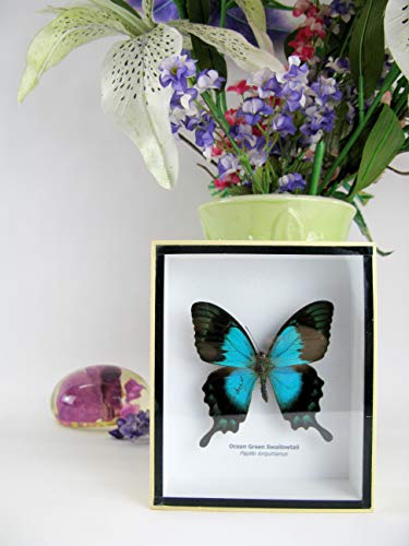 asiahouse24 Ozean Green Swallowtail - echter riesiger und exotischer Schmetterling im 3D Schaukasten, Bilderrahmen aus Holz - gerahmt - Taxidermy von asiahouse24