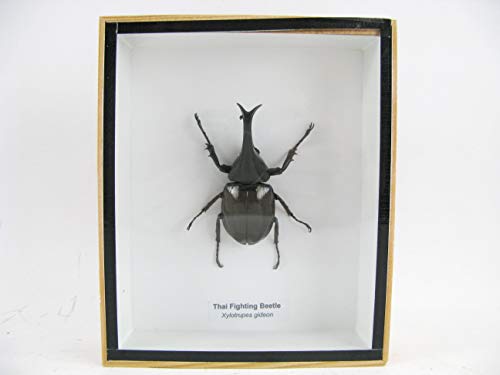 asiahouse24 Thai Fighting Beelte (Xylotrupes Gideon) - echtes riesiges und exotisches Insekt im 3D Schaukasten, Bilderrahmen aus Holz - gerahmt - Taxidermy von asiahouse24