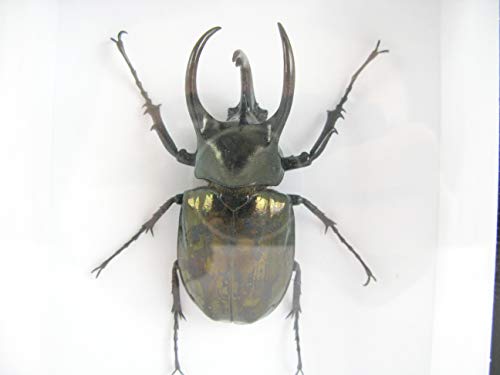 asiahouse24 XXL - Three-Horned Rhinoceros Beetle (Cholcosoma Caucasus) - echtes riesiges und exotisches Insekt im 3D Schaukasten, Bilderrahmen aus Holz - gerahmt - Taxidermy von asiahouse24