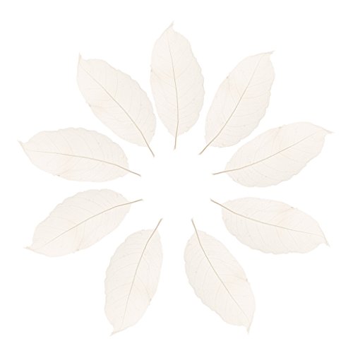 Cutefly 50Pcs Magnolie Skelettblätter Skelett Blätter Gestecke Trockenblätter - Weiß Cutefly 50Pcs Magnolie Skelettblätter Skelett Blätter Gestecke Trockenblätter - Weiß von cutefly