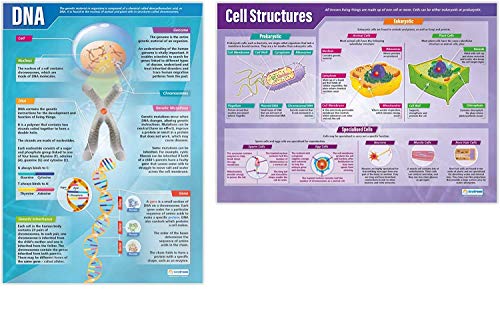 Poster „DNA and Cell Structure“ - Set of 2. Wissenschaftliche Poster, glänzendes Papier mit den Abmessungen 850 mm x 594 mm (A1), wissenschaftliche Poster für das Klassenzimmer, Lernposter von Daydream Education von Daydream Education