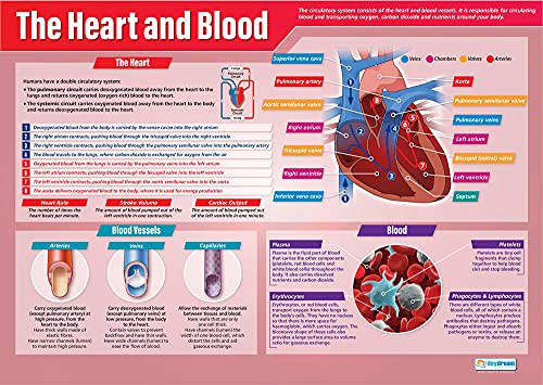 Daydream Education Lehrposter The Heart and Blood, laminiertes Glanzpapier, 850 mm x 594 mm (A1) von daydream