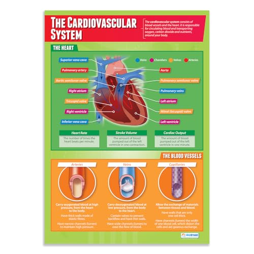 Daydream Education Lernposter „The Cardiovascular System“ (Herz-Kreislauf-System) | Poster für den Sportunterricht | laminiertes Glanzpapier mit den Maßen 850 mm x 594 mm (A1) von daydream
