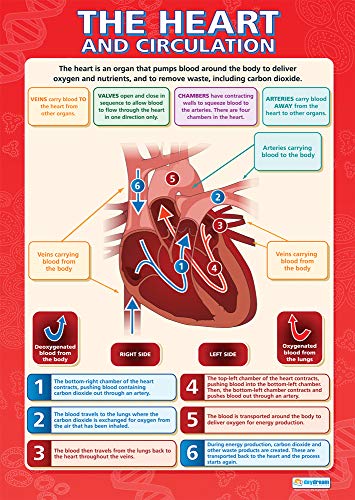 Daydream Education Lernposter „The Heart and Circulation“ (Herz und Blutkreislauf) für Klassenzimmer, laminiertes Hochglanzpapier, 850 x 594 mm (A1), Wissenschaftsposter in englischer Sprache von daydream