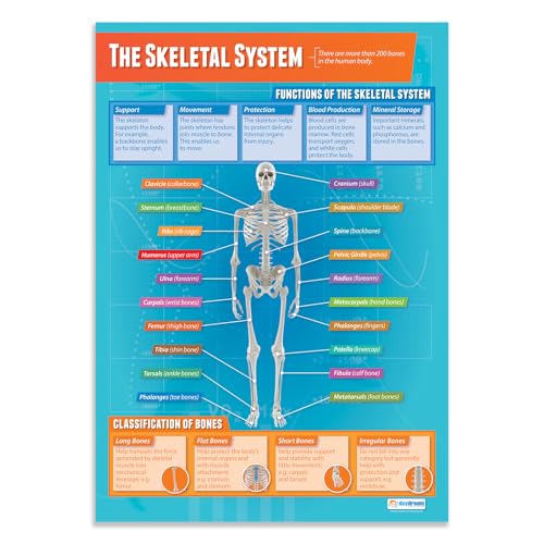 Daydream Education Lernposter „The Skeletal System“ (Das Skelettsystem) für den Sportunterricht, Hochglanzpapier, 850 mm x 594 mm (A1) – in englischer Sprache von Daydream Education