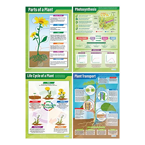 Poster „Pflanzen“, 4er-Set, wissenschaftliche Poster, Glanzpapier mit den Maßen 850 mm x 594 mm (A1), wissenschaftliche Poster für das Klassenzimmer, Lernposter von Daydream Education von daydream