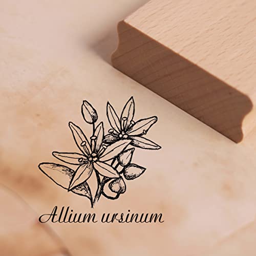 Motivstempel Bärlauch - Allium ursinum - Stempel Kräuter Küche 38 x 38 mm von dekolando