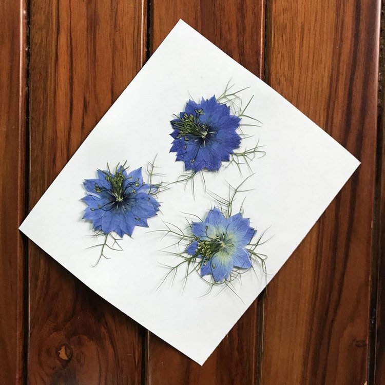 10st Gepresste Trockenblumen Nigella Blumen Pflanzen Epoxy Resin Harz Füllung 40mm von fanfandesignstudio