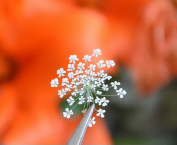 20st Gepresste Trockenblumen Weiße Spitze Blume Spitzenblumen Pflanzen Epoxy Resin Harz Füllung Ca 20mm von fanfandesignstudio