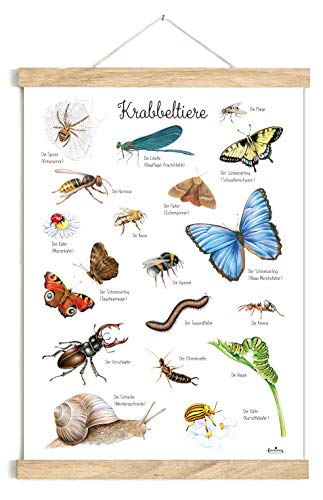 fioniony POSTER 50 x 70 cm KRABBELTIERE UNGERAHMT OHNE HOLZLEISTE Insekten Tierposter Lernposter Schulanfang 1. Klasse Kinderposter Kinderzimmer Babyzimmer Wandbild Schule Kindergarten von fioniony