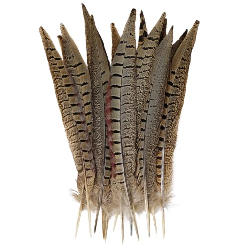 12 Stück natürliche Federn, männliche Ringhalsfasanenschwänze, Federn, 10–12 Zoll, 25–30 cm, zum Basteln, für Hochzeiten, Partys, Aufführungen, Heimdekoration, männliche Fasanenfedern 12 Stück natürliche Federn, männliche Ringhalsfasanenschwänze, Federn, 10–12 Zoll, 25–30 cm, zum Basteln, für Hochzeiten, Partys, Aufführungen, Heimdekoration, männliche Fasanenfedern von generic