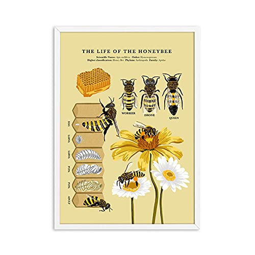 Antike Bienen Drucke Natürliche Poster Insekten Vintage Biologie Biene Wandkunst Leinwand Kinder Pädagogische Malerei Biene Lebenszyklus Wanddekor Ungerahmt-30X40cm von generic