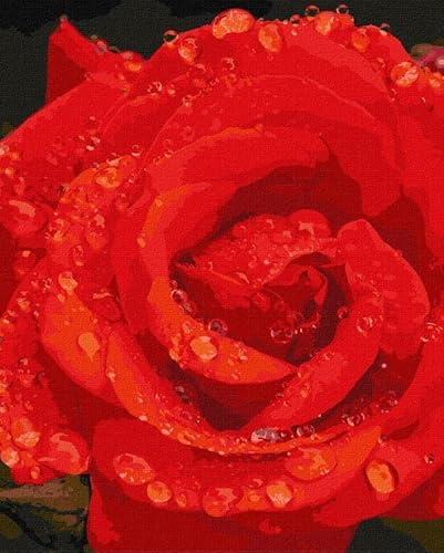 IDEYKA Malen nach Zahlen Rose in Diamanten 40x50 mit Holzrahmen Komplettset Feiertagsgeschenke DIY Acrylmalerei von generic