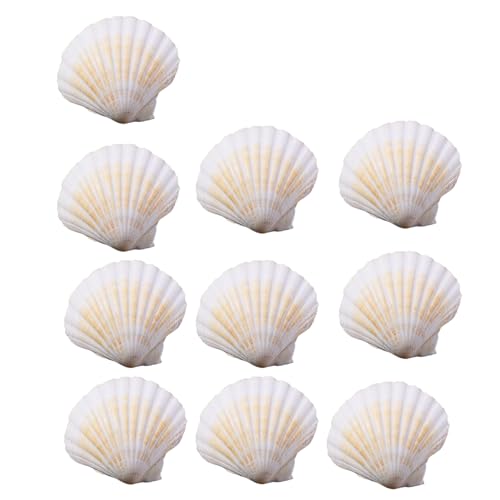 jojnsha Set mit 10 natürlichen Jakobsmuscheln, tragbares Bastelzubehör, Zubehör für Anhänger und Servieren von Lebensmitteln, den täglichen Gebrauch jojnsha Set mit 10 natürlichen Jakobsmuscheln, tragbares Bastelzubehör, Zubehör für Anhänger und Servieren von Lebensmitteln, den täglichen Gebrauch von jojnsha