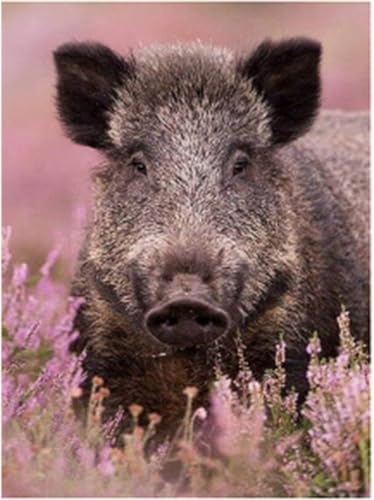 5D Diamond Painting Kits for Adults, Wildschwein DIY Square Diamant Painting Bilder Kits Full Drill Crystal Art für Embroidery Number Painting Kits Kinder, Erwachsene, Wand Home Dekor 30x40cm W-4182 5D Diamond Painting Kits for Adults, Wildschwein DIY Square Diamant Painting Bilder Kits Full Drill Crystal Art für Embroidery Number Painting Kits Kinder, Erwachsene, Wand Home Dekor 30x40cm W-4182 von lewwmn