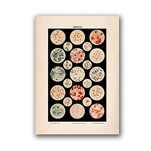 marca generica Mikrobiologie Bakterien Mikrobe Kunstdruck Medizin Poster Wissenschaft Wandkunst Leinwand Malerei Bild Biologie Studie Vintage Dekoration Ungerahmt-50x70cm marca generica Mikrobiologie Bakterien Mikrobe Kunstdruck Medizin Poster Wissenschaft Wandkunst Leinwand Malerei Bild Biologie Studie Vintage Dekoration Ungerahmt-50x70cm von marca generica