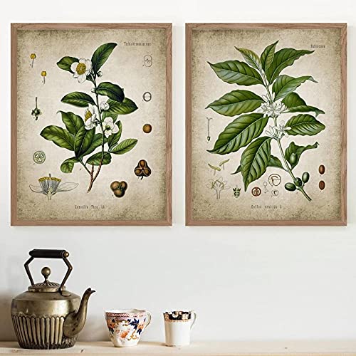 marca generica Tee Kaffee Pflanzen Vintage Poster und Drucke Küche Wanddekor Botanische Bilder Wandkunst Leinwand Malerei Restaurant Dekor Ungerahmt-30x40cmx2 marca generica Tee Kaffee Pflanzen Vintage Poster und Drucke Küche Wanddekor Botanische Bilder Wandkunst Leinwand Malerei Restaurant Dekor Ungerahmt-30x40cmx2 von marca generica