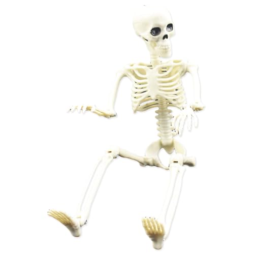 mivceklw Bewegliche Skelettfigur - Bewegliche Gelenke Schädel Ganzkörper menschlicher Knochen Modell Spielzeug | Realistisches Schädel-Ganzkörper-Knochen-Spielzeug Geschenke Indoor Outdoor Party Decor mivceklw Bewegliche Skelettfigur - Bewegliche Gelenke Schädel Ganzkörper menschlicher Knochen Modell Spielzeug | Realistisches Schädel-Ganzkörper-Knochen-Spielzeug Geschenke Indoor Outdoor Party Decor von mivceklw