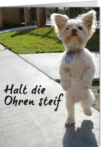 Grußkarte mit Umschlag/Klappkarte LUSTIG - Motiv: HALT DIE OHREN STEIF, Anlass:, Künstler/Verlag: ECKI DESIGN, Größe: 11,5x16 cm von modern times