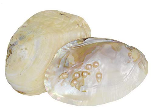 osters muschel-sammler-shop Flussmuschel │ poliert │mit natürlichen Perlen │Größe ca 10x15cm von osters muschel-sammler-shop