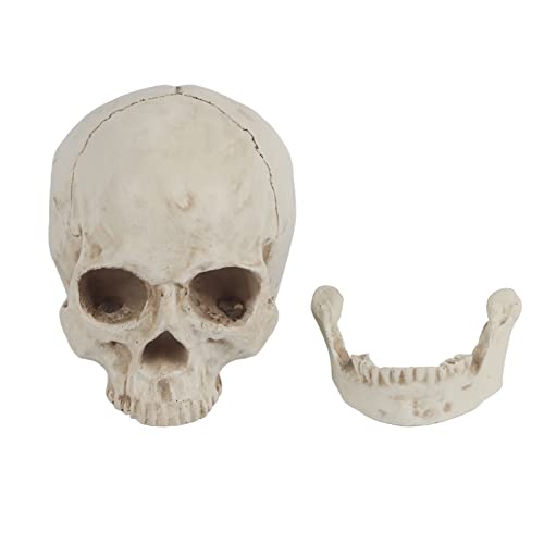plplaaoo Weißer Harz menschliches Schädel Lifesize Zeichnung Modell Replik Hochstärke umweltfreundliche Material Mandible Abnehmbare künstlerische ation für Halloween Party Bar Night Club von plplaaoo