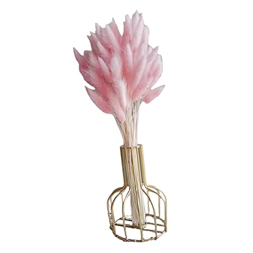 rockible 60 Stück natürliche getrocknete Kaninchenschwänze für kreative Blumenarrangements und Fotografie, ROSA rockible 60 Stück natürliche getrocknete Kaninchenschwänze für kreative Blumenarrangements und Fotografie, ROSA von rockible