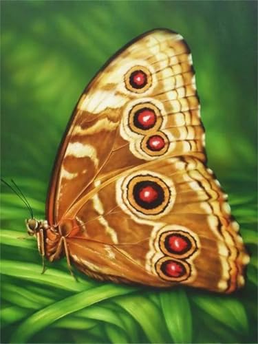 Paint by Numbers,Yellow Butterfly Paint by Numbers Kits on Canvas for Adults,DIY with frame Hand Painted Oil Painting Kits,with Brushes Easy Acrylic Pigment Drawing for Home Wall Decor 30x40cm von taesdvry