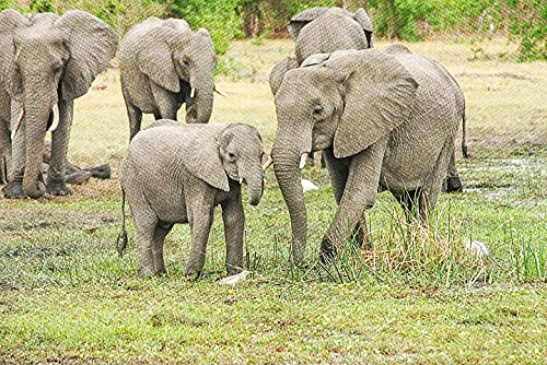 kreuzstich stickpackungen vorgedruckt bilder kinder erwachsene anfanger Afrikanischer Elefant kreuzstich set diy 11ct Baumwolle Stoff Vorsortierte Garne SchlafzimmerInnendekoration (40×50cm) von wangcatcai