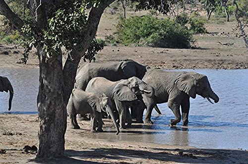 kreuzstich stickpackungen vorgedruckt bilder kinder erwachsene anfanger Afrikanisches Elefantentier kreuzstich set diy 11ct Baumwolle Stoff Vorsortierte Garne SchlafzimmerInnendekoration (40×50cm) von wangcatcai