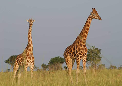 Natürliche Giraffe 1000 Teile in hochwertiger Pappschachtel Puzzleteile im wiederverschließbaren Beutel 38x52CM von znwrr