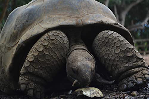 Wildtier-Schildkröte – 1000 Teile in hochwertiger Pappschachtel, Puzzleteile in wiederverschließbarem Beutel, 26 x 38 cm von znwrr